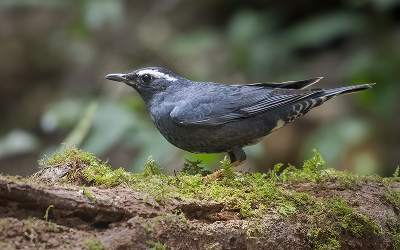 Siberian Thrush (Geokichla sibirica) at Da Lat Bird Hides - Southern Vietnam. Photo by: Phuc Le - Vietnam Bird Photography Tours - Vietbirdphototours.com
